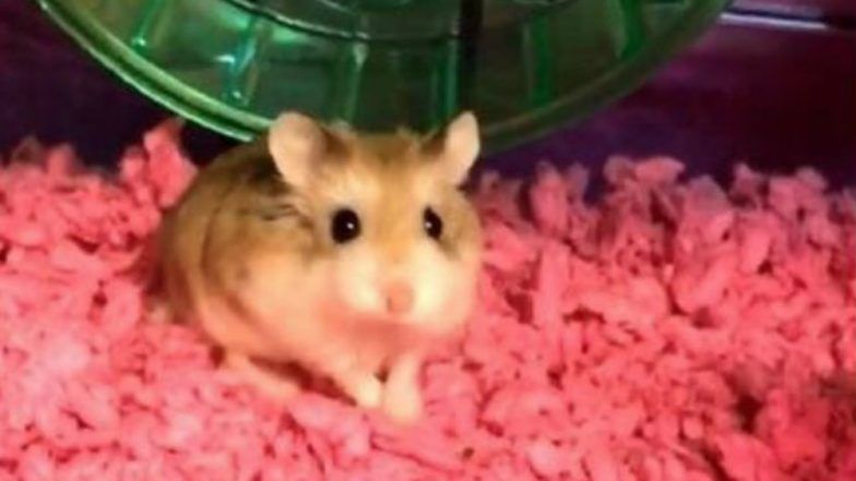 Spirit Airline Traveler Claims She was Forced to Flush Down Her Hamster Down the Toilet