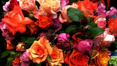 Rose Day Significance: Importance of Each Color of Rose for First Day of Valentine's Week