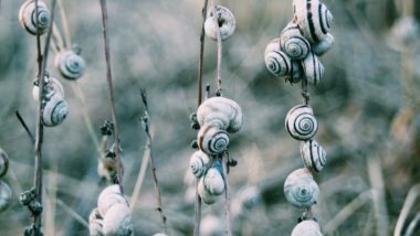 Snail Racing Competition Cancelled! Cold Weather In UK Makes The Competitors Too ‘Sluggish’