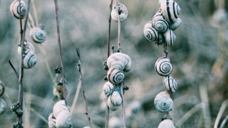 Snail Racing Competition Cancelled! Cold Weather In UK Makes The Competitors Too ‘Sluggish’