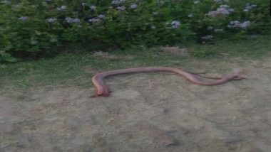 Shocking Pictures! Uttar Pradesh Man Bites Snake's Head And Chews it to Take Revenge