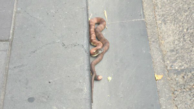 Venomous Tiger Snake Brings City Traffic to Halt in Melbourne, Watch Rescue Video