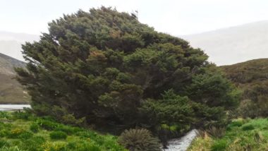 The Loneliest Tree On The Planet Records The Start of Anthropocene Epoch