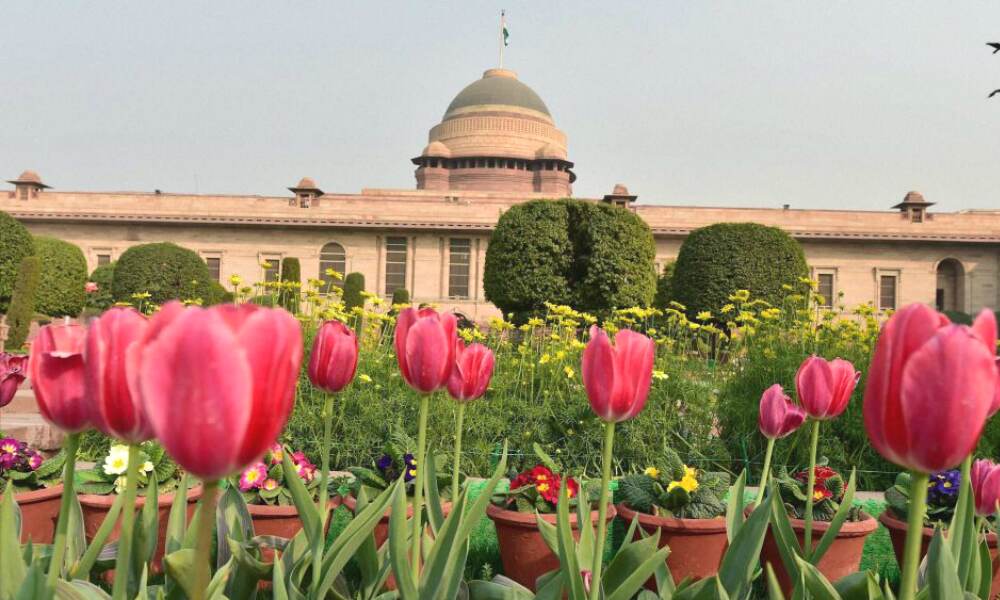 Pink tulips with the Rashtrapati Bhavan at the background. Pink tulips with the Rashtrapati Bhavan at the background.