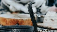 Drunk Man Bites Poisonous Snake to Death, This Time in Madhya Pradesh! Doctors Count Him as Lucky