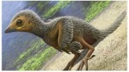 Smallest Bird Fossil Found: 127-million-year-old Baby Bird Belonged To The Enantiornithine Family Discovered