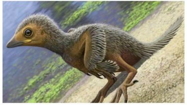 Smallest Bird Fossil Found: 127-million-year-old Baby Bird Belonged To The Enantiornithine Family Discovered