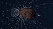 Deep Sea Anglerfish Mating Caught on Camera: The Deadly Sex Video is Not Romantic!