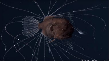 Deep Sea Anglerfish Mating Caught on Camera: The Deadly Sex Video is Not Romantic!