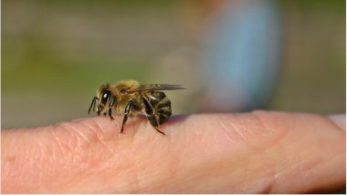 Woman Dies After ‘Bee Acupuncture’ Therapy, Doctors Claim It Is Unsafe and Unadvisable