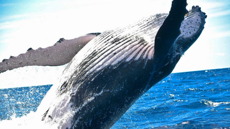 Blue Whale Suicide Challenge: 22-Year-Old Engineer Falls Victim, Hang Himself in Tamil Nadu