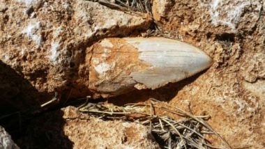 Giant Fossilised Tooth From a Prehistoric Shark Has Gone Missing From Australian World Heritage Site