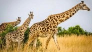 Giraffes May Be The Next Specie To Be Endangered If Humans Do Not Take Immediate Steps