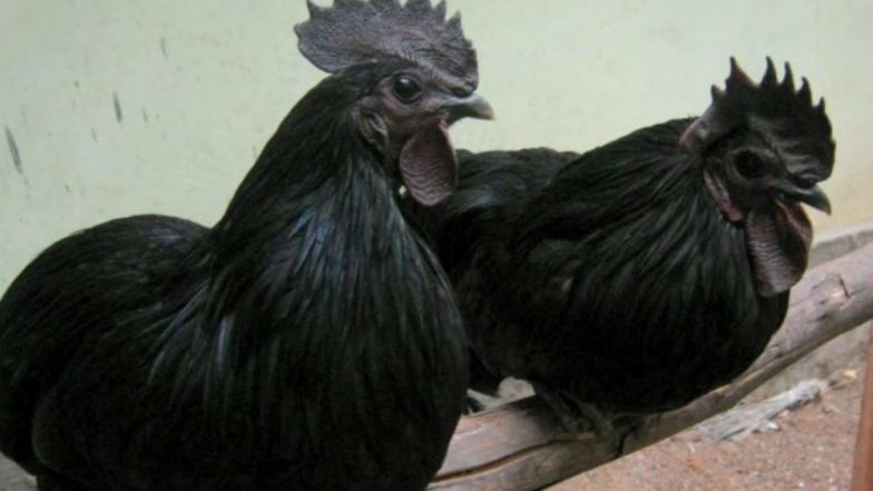 Chicken Breed 'Kadaknath' Becomes a 'Bone of Contention' Between MP and Chhattisgarh