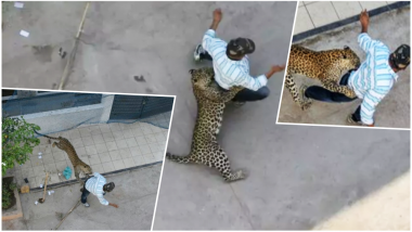 Leopard Attack Caught on Camera: Wild Cat Strays into House in Indore, Injures Four (Watch Video)