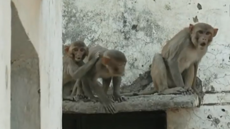Monkey Fight in Agra: Fierce War Between Two Groups of Monkeys in The City of Taj Mahal Leaves Two Humans Dead
