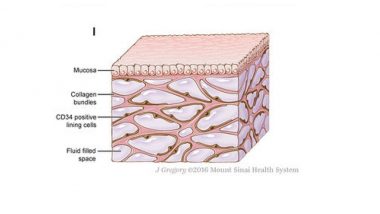 Interstitium, Newest Organ in the Human Body, Discovered By NYU Researchers!