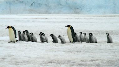 1.5 Million Penguins 'Supercolony' Earlier Detected From Space, Discovered on Antarctica's Danger Islands