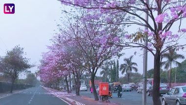 This Lovely Sight Of Pink Blooming Flowers in Mumbai Will Make Your Commute to Work Seem Pleasant, Check Video