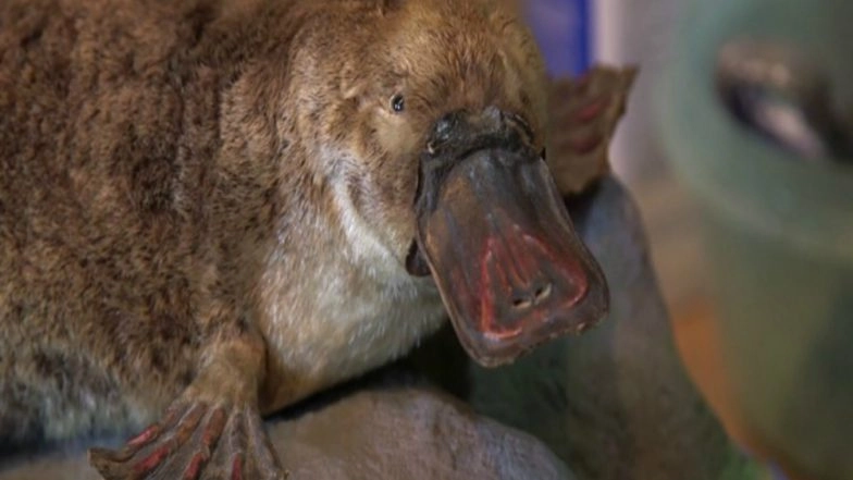 Platypus Milk Acts as a Hero in the Fight Against Antibiotic Resistance, Says Study