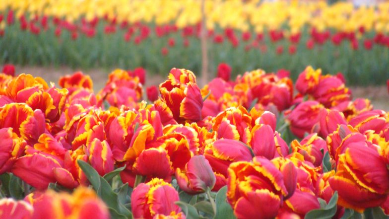 Tulips Razed in Japan to Prevent Crowds from Gathering Amid COVID-19 Pandemic