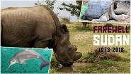 Sudan, World's Last Male Northern White Rhino Dead: 7 Animals That Went Extinct in Last Two Decades Courtesy Us!