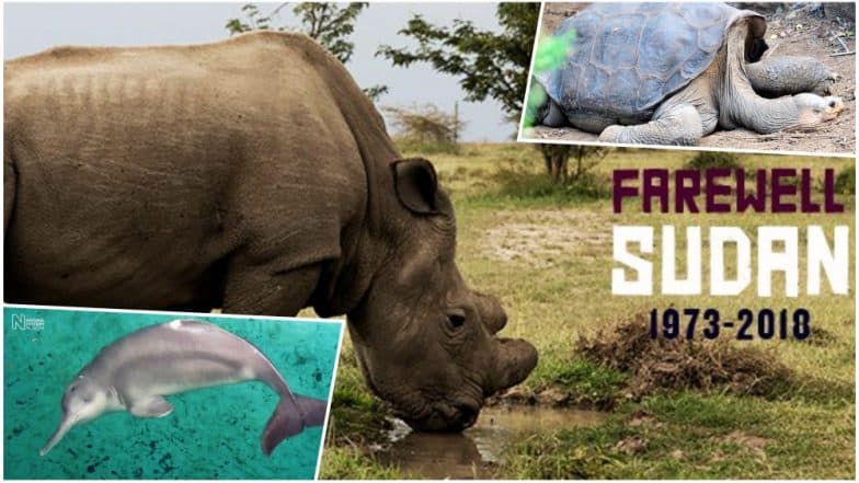 Sudan, World's Last Male Northern White Rhino Dead: 7 Animals That Went Extinct in Last Two Decades Courtesy Us! Sudan, World's Last Male Northern White Rhino Dead: 7 Animals That Went Extinct in Last Two Decades Courtesy Us!
