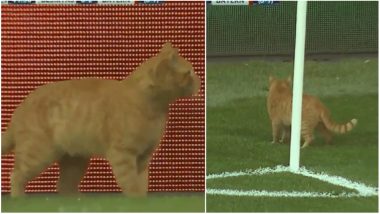 Cat Interrupts Football Match Video: Referee Halts Bayern Munich and Besiktas Game in UEFA Champions League