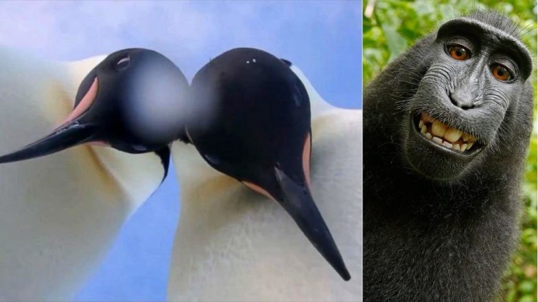 These Penguins in Antarctica Taking Selfie on Camera Reminds us of Monkey Who Did The Same