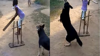 Only Humans Love Cricket? Here Are 6 Videos That Prove Dogs Are Pro at it Too!