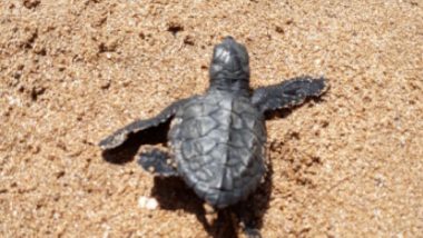 Olive Ridley Turtles Are Back in Mumbai: After 20 years, Turtles Nest at Versova Beach