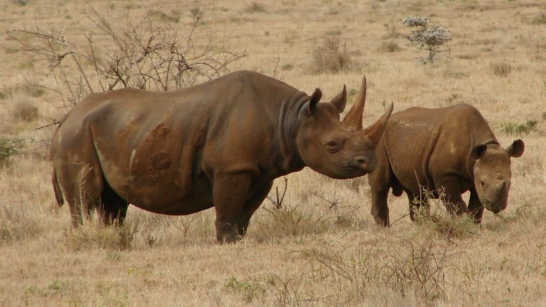 21 Rhinos Die in Nepal’s Chitwan National Park in Six Months