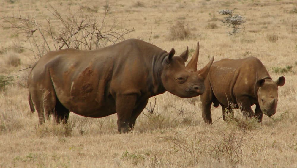 western black rhinoceros last seen