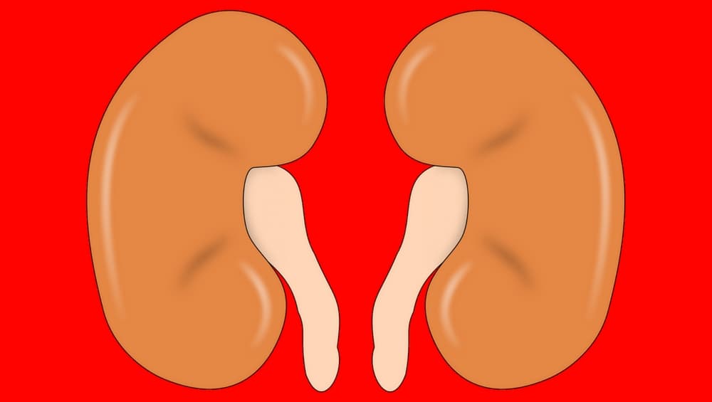 Renal Disease Cure: Researchers Experiment with Gene Therapy Vector Injections Renal Disease Cure: Researchers Experiment with Gene Therapy Vector Injections