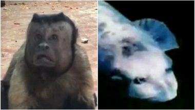 This Monkey, Fish and Goat Have Human Faces and The Videos Might Shock You
