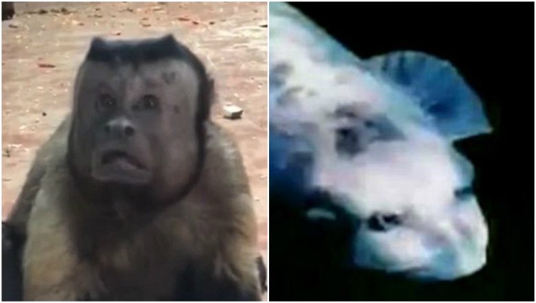 Bizarre! Monkey with human-like face baffles social media, Environment  News
