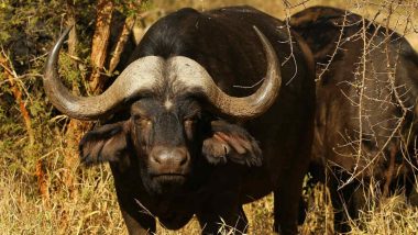 India's First Cloned Assamese Buffalo Born