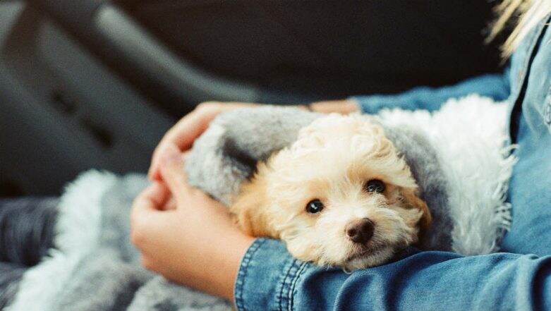 Your Decision to Own a Dog is Influenced by Your Genetic Makeup Your Decision to Own a Dog is Influenced by Your Genetic Makeup
