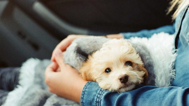 BMC Penalises 16 Pet Owners in Posh South Mumbai Areas With Rs 500 for Not Picking Up Their Pets' Poop