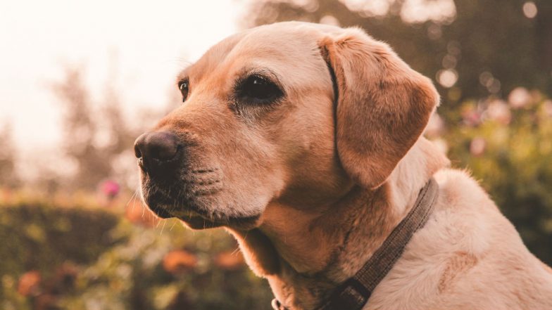 Dog Mistakenly Transported to Japan by United Airlines Flown Back to Family in Private Charter Plane