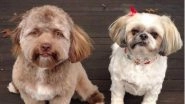 This Dog's Pic Confuses Twitterati; Netizens Cannot Decide Which Celebrity It Resembles