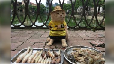 An Adorable Cat Named Dog is Selling Fish in Vietnam, See Cute Pictures of the Feline Seller