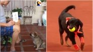 Doing Maths to Replacing Ball Boys, These Dogs are the Best Companions One Could Have Asked For