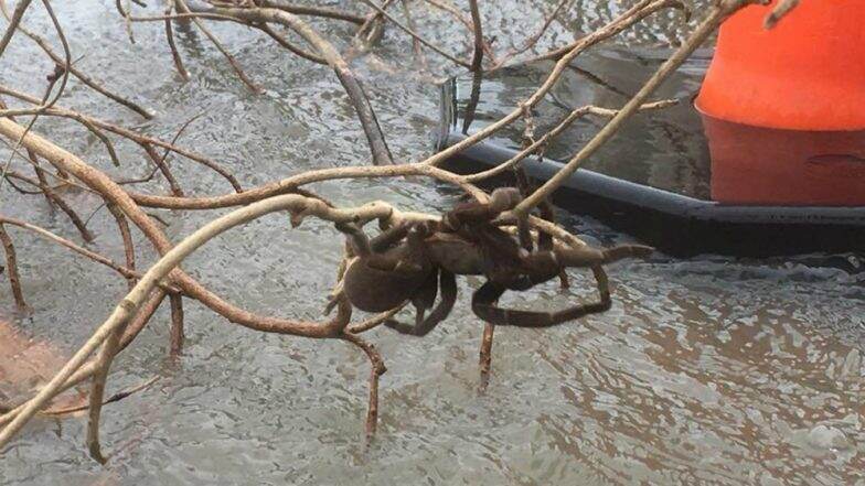Giant Spider Rescued From Herbert River, North Queensland, Twitterati Frightened After Watching The Video Giant Spider Rescued From Herbert River, North Queensland, Twitterati Frightened After Watching The Video