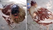 Headless Chicken Survives For A Week After Being Decapitated, Vet Calls It 'A True Warrior'