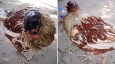 Headless Chicken Survives For A Week After Being Decapitated, Vet Calls It 'A True Warrior'