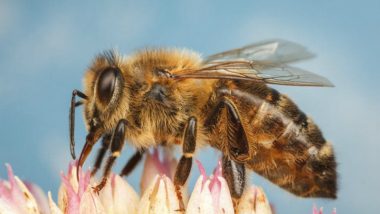 Honey Bee Stings Kill One and Injure Two Others At Mumbai's Veer Savarkar Garden