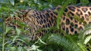 Mumbai: Man Injured in Leopard Attack While Saving His Pet Dog