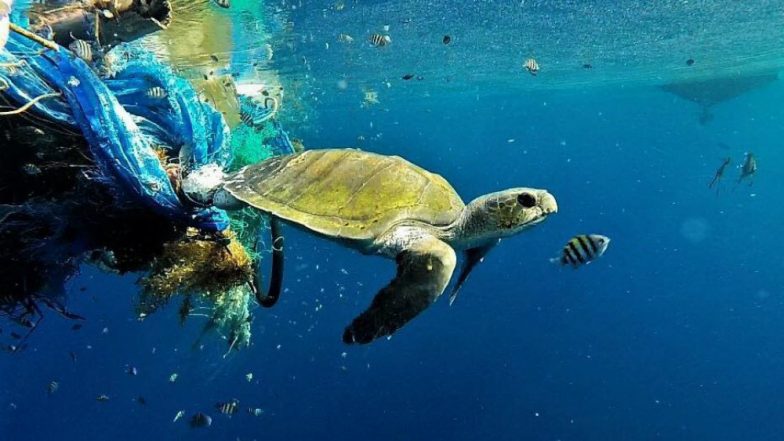 Olive Ridley Sea Turtles Nests in Mumbai: Know More About the Species and Other Turtle Nesting Spots in India