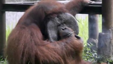 Video of Orangutan Smoking Cigarette in Indonesian Zoo Goes Viral, Sparks Debate on Animal Protection